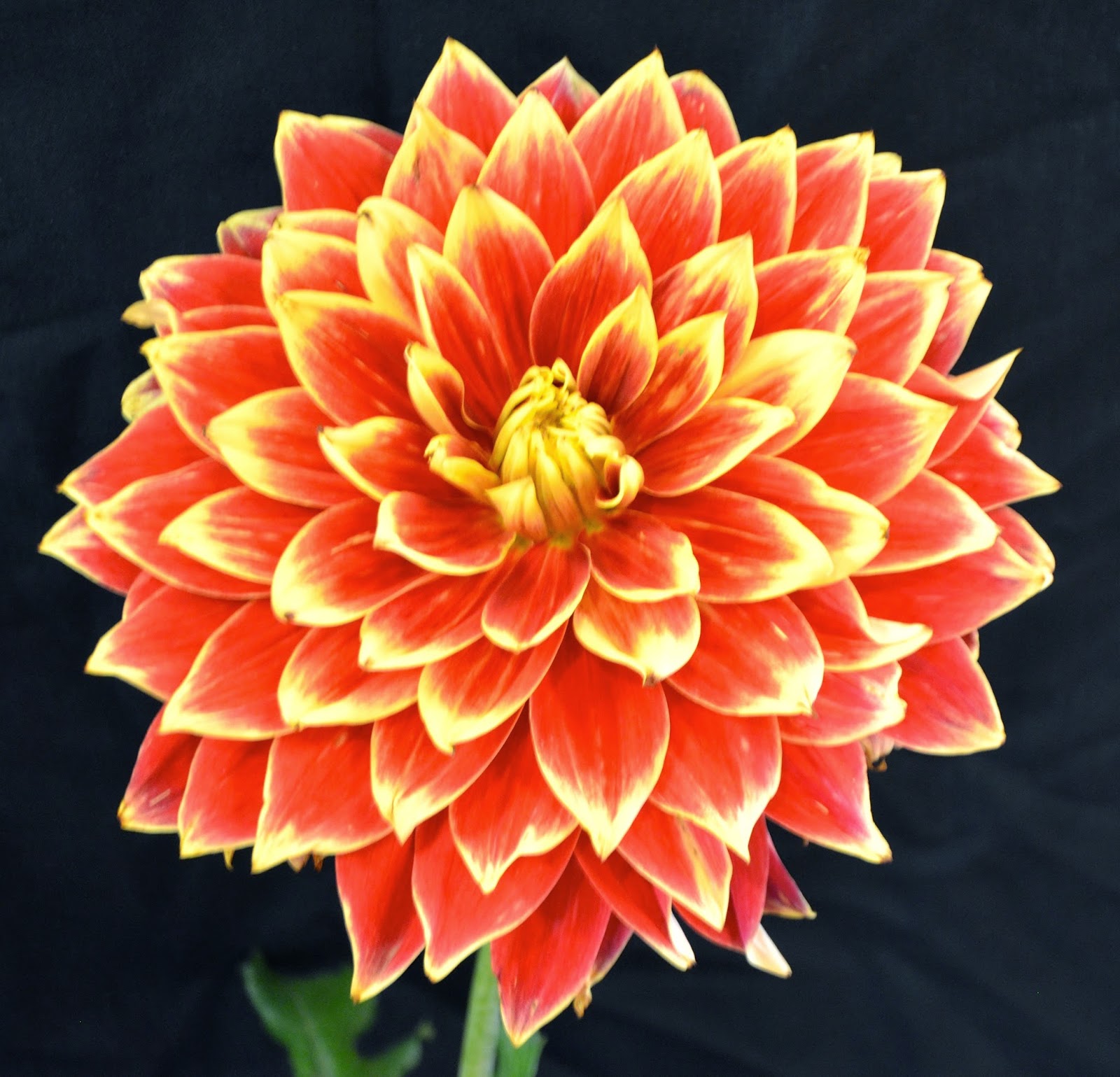 Utah Dahlia Society Bill's Photography