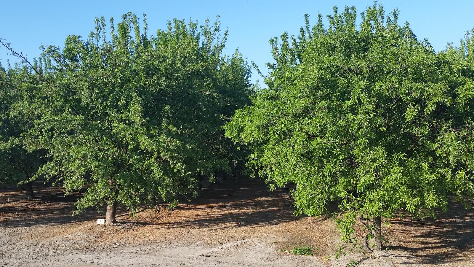 Sustainable Ag A View from the Field Almond Trees Can Tolerate
