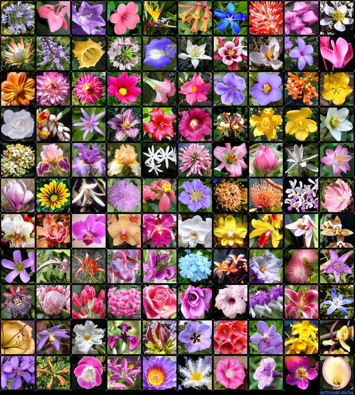 The Artsy Fartsy Art Room Variety Flowers with 1st Grade