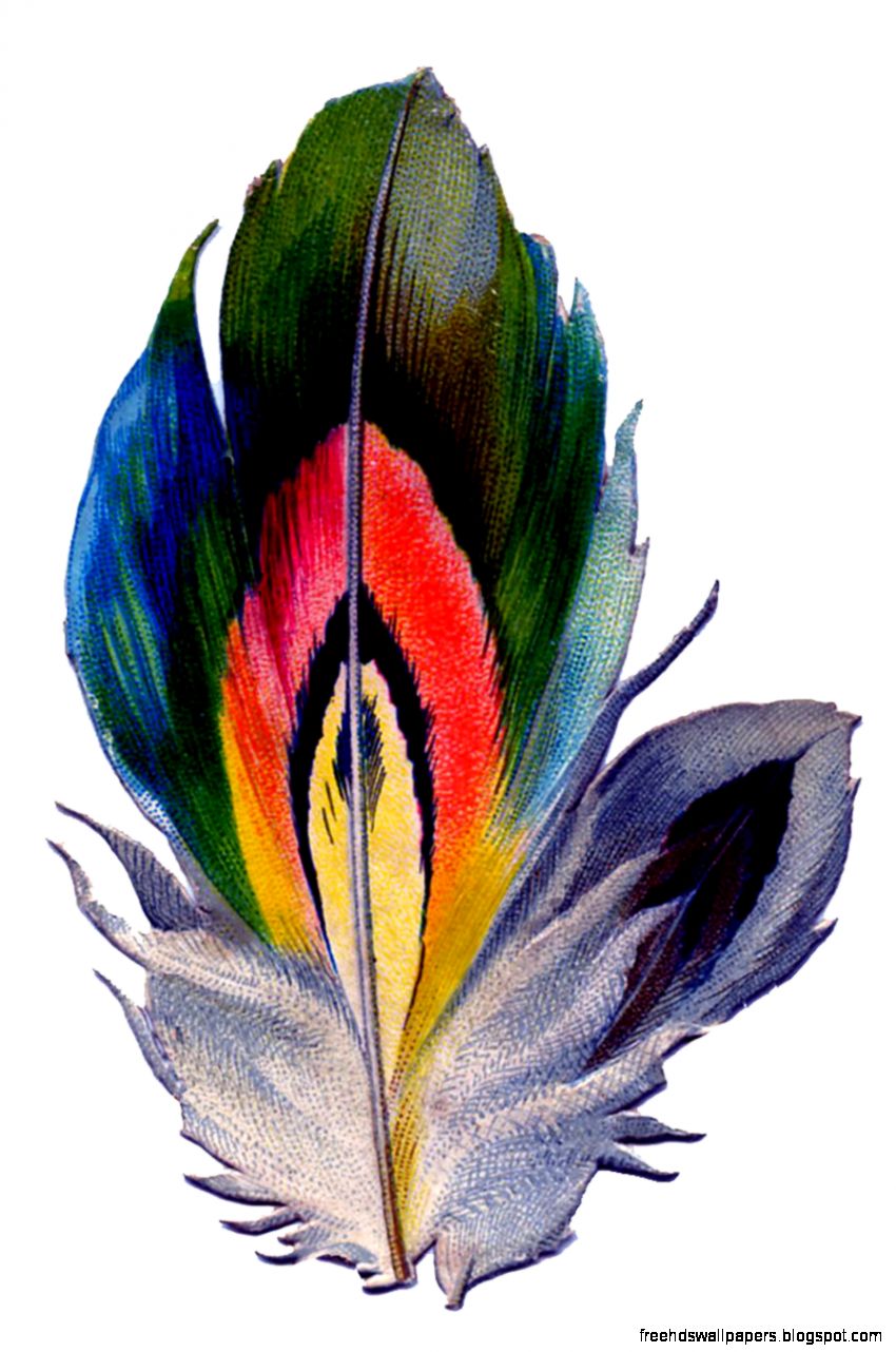 Vintage Graphic Colorful Feather The Graphics Fairy Vintage Graphic Colorful Feather The Graphics Fairy