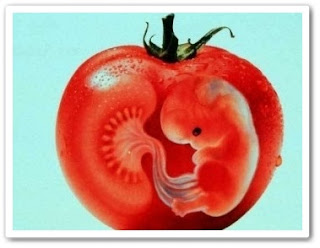 ГМО-помидоры