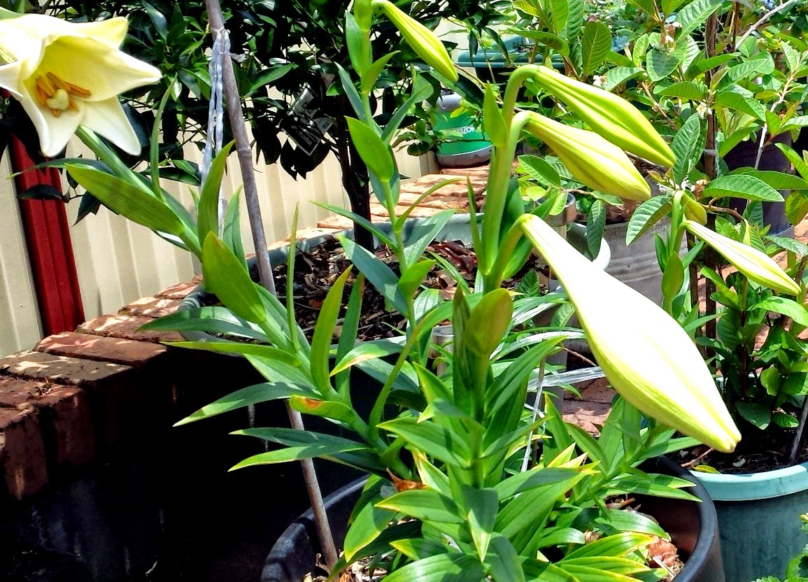 How to Grow And Care Lilies