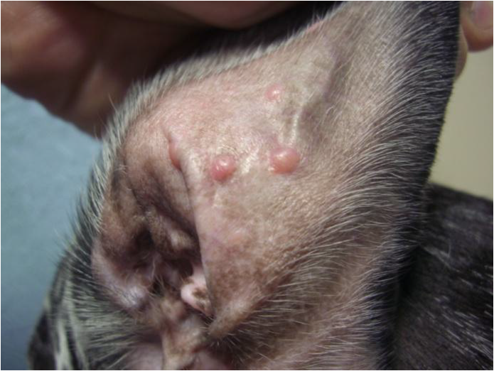 LEISHMANIOSIS CANINA - ENFERMEDAD DEL MOSQUITO