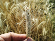 Harvesting barley 2013 with Claas Lexion