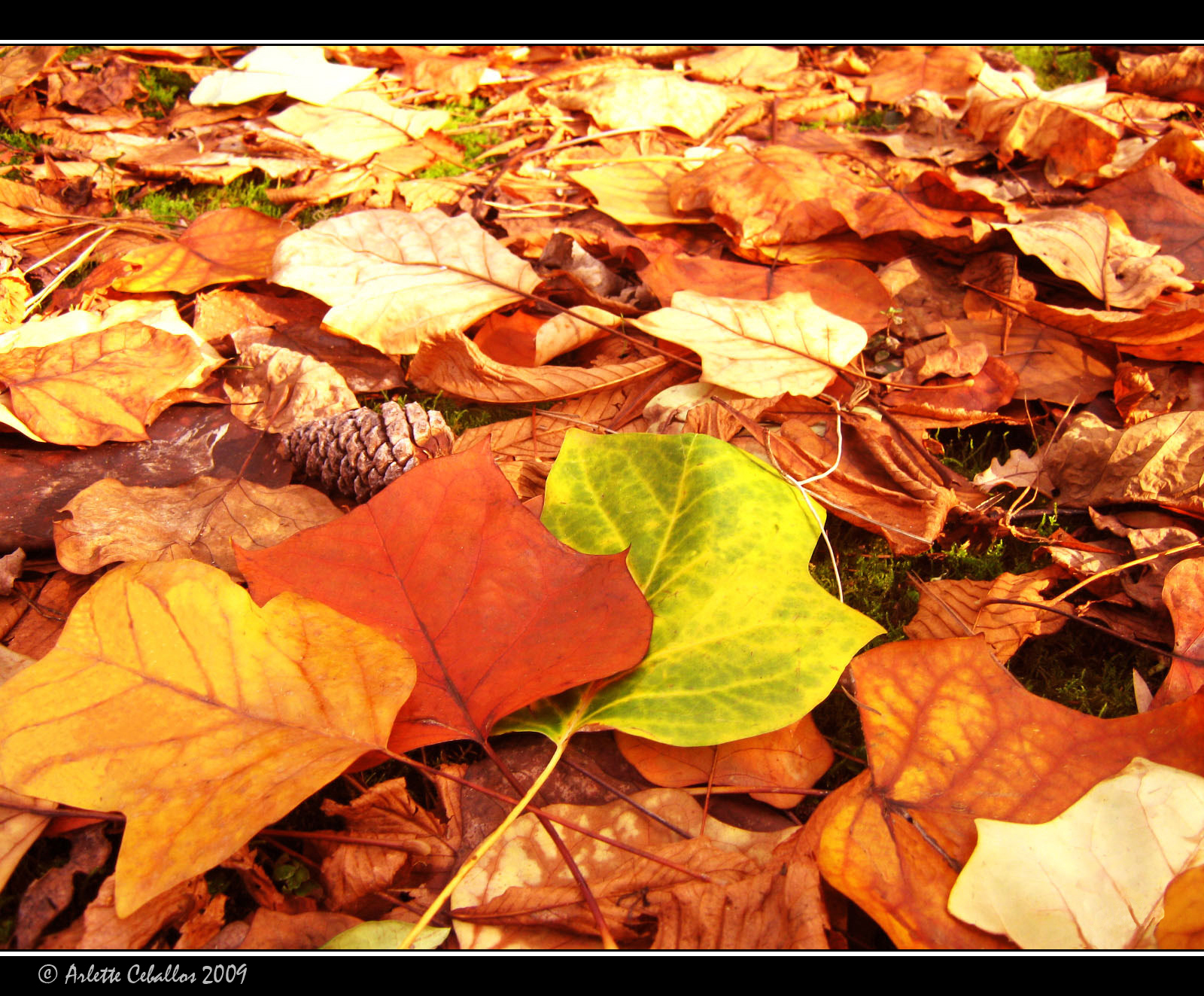 Capturando Caminos Hojas Caídas...