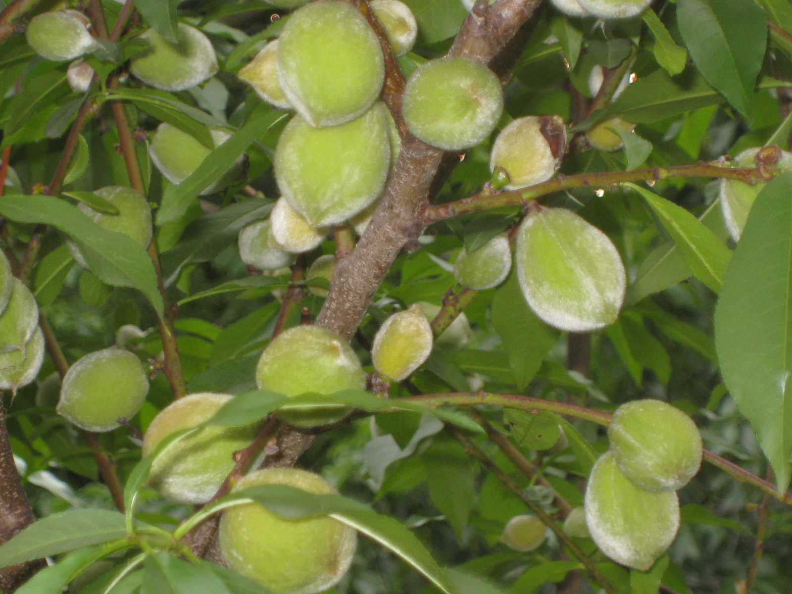 Red Bucket Farm Thinning the Peach Crop