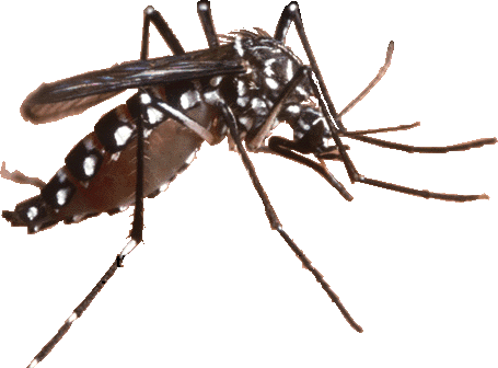 Memberantas jentik dan mengatur waktu penyemprotan akan lebih efektif membasmi nyamuk Cara Tepat Basmi Nyamuk
