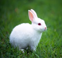 Juju7 Macam Macam Hewan