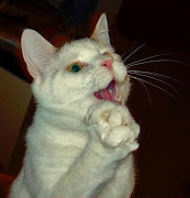 blog śmieszne koty: proszący kot proszacy kot 