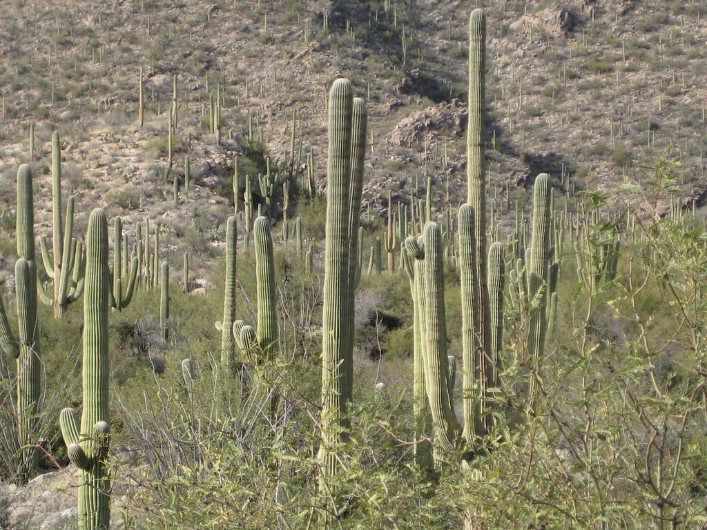 Pima Canyon