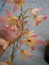 ORQUÍDEAS DO PAPAI