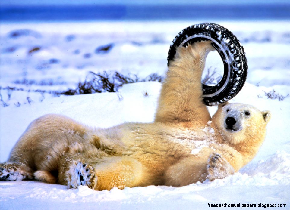 Funny Polar Bears Funny Polar Bears