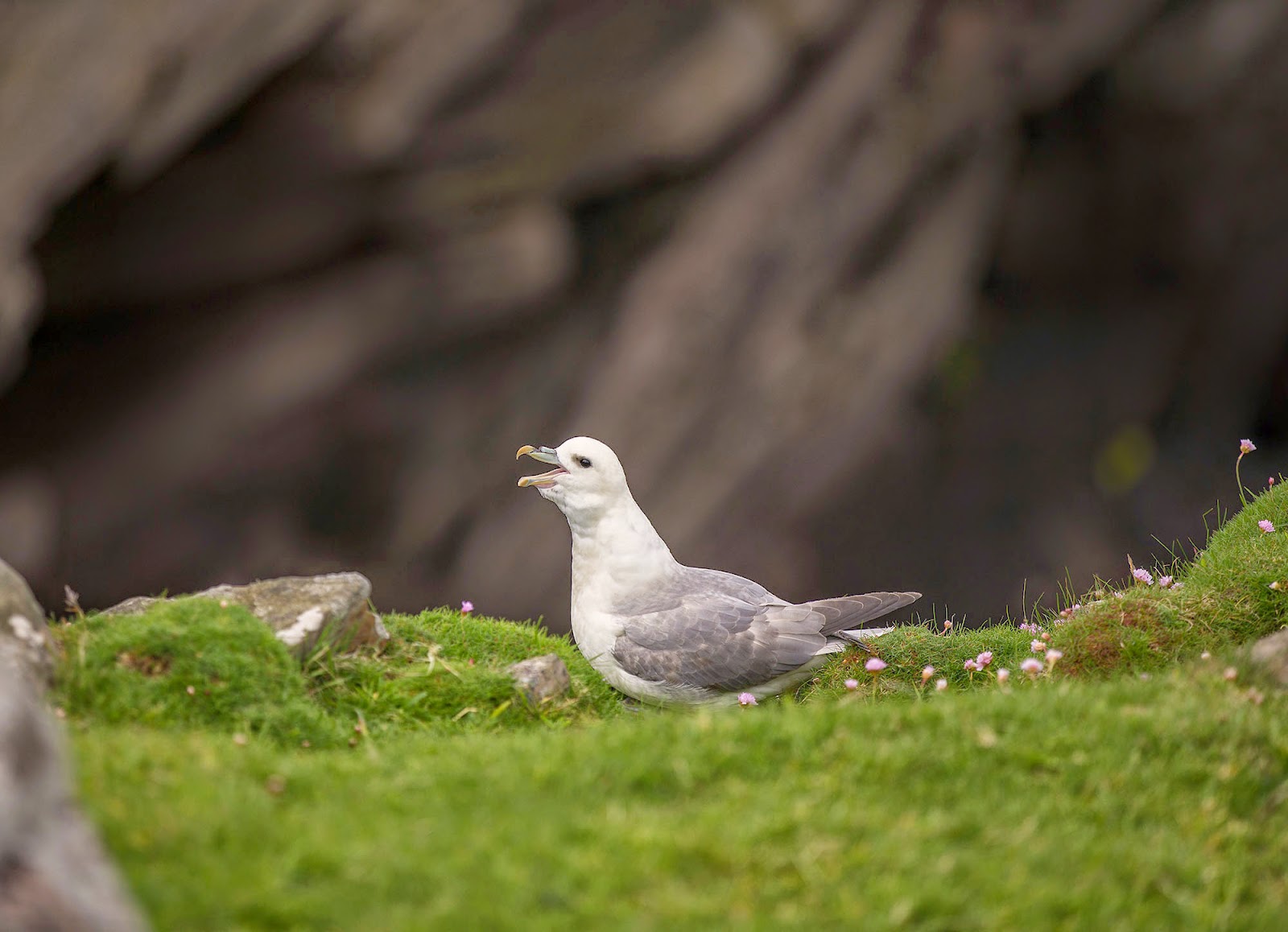 Hermaness National Nature Reserve Fulmar, Hermaness National Nature Reserve