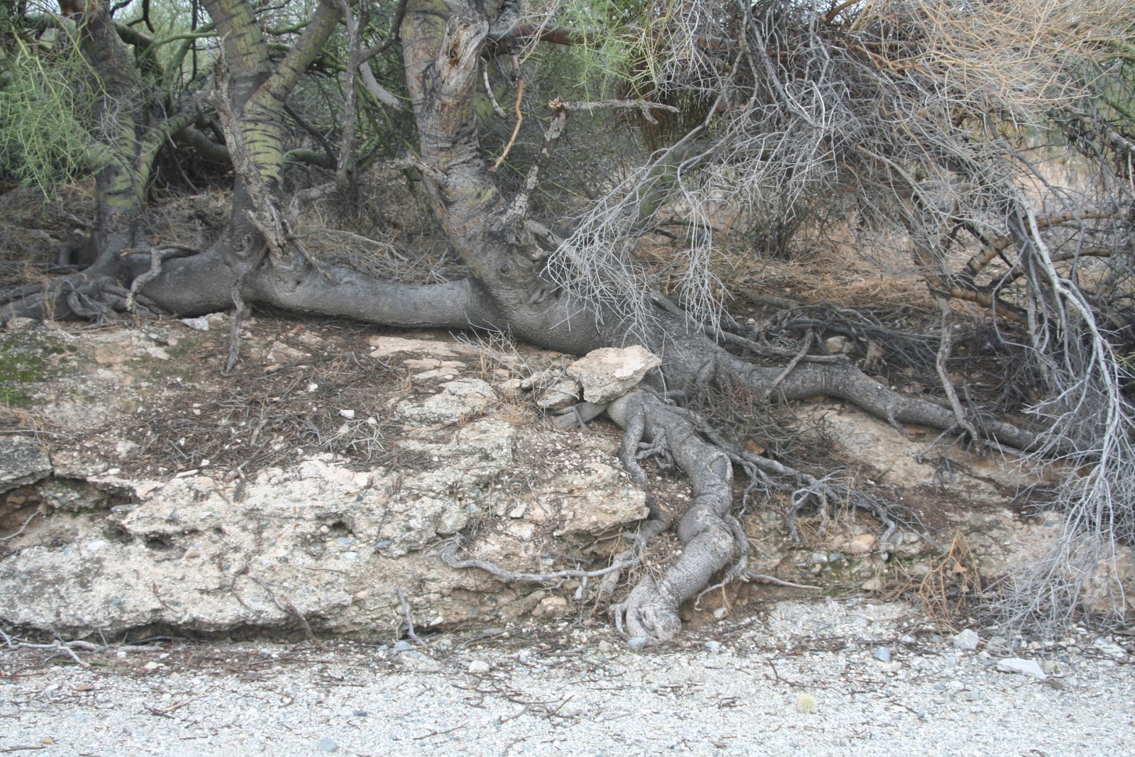 Practical Biology science for everyone Soil, Roots, and Desert Plants