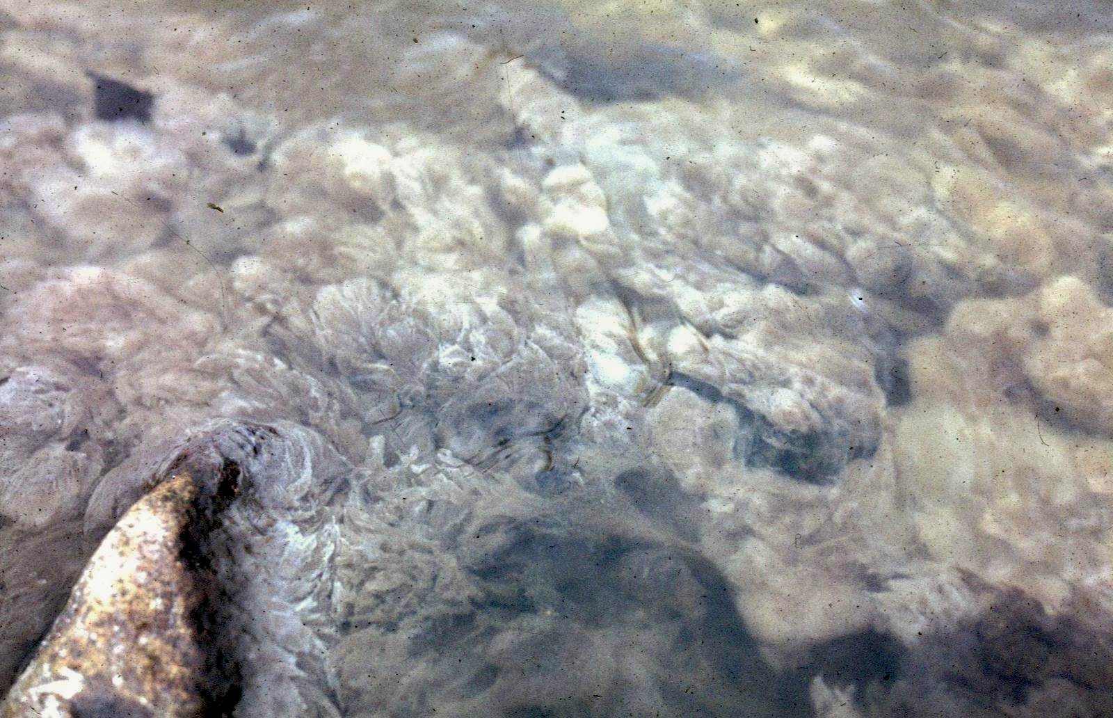 Discarded larger cans and sewage fungus Water at TCD