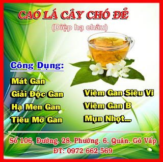 Bán cao chó đẻ( cây Diệp Hạ Châu) chữa bệnh về gan - 1