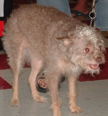 World ugliest dogs pictures