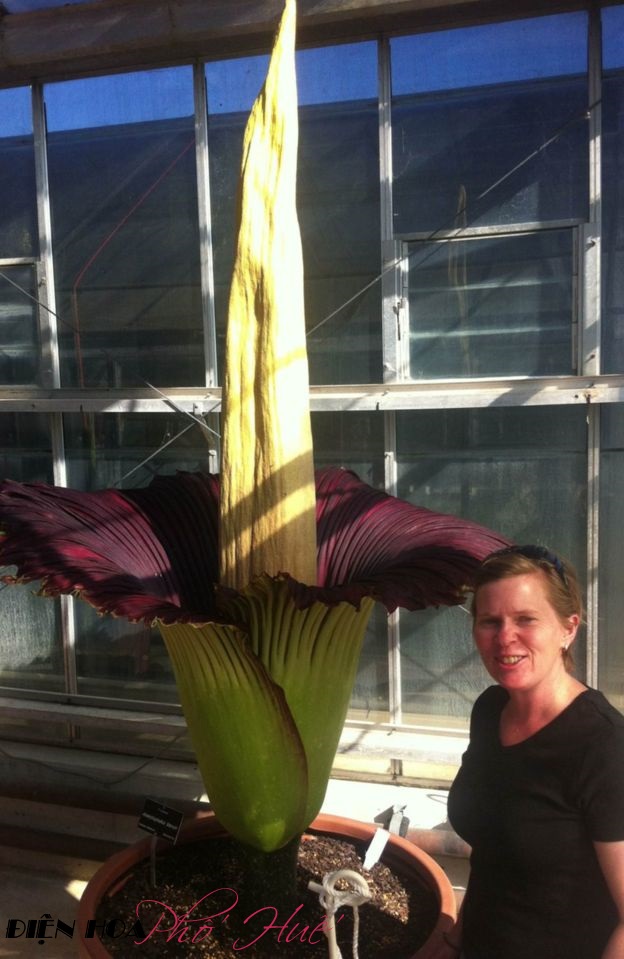 [Image: Hoa-xac-thoi-cao-2m-no-o-Australia-1.jpg]