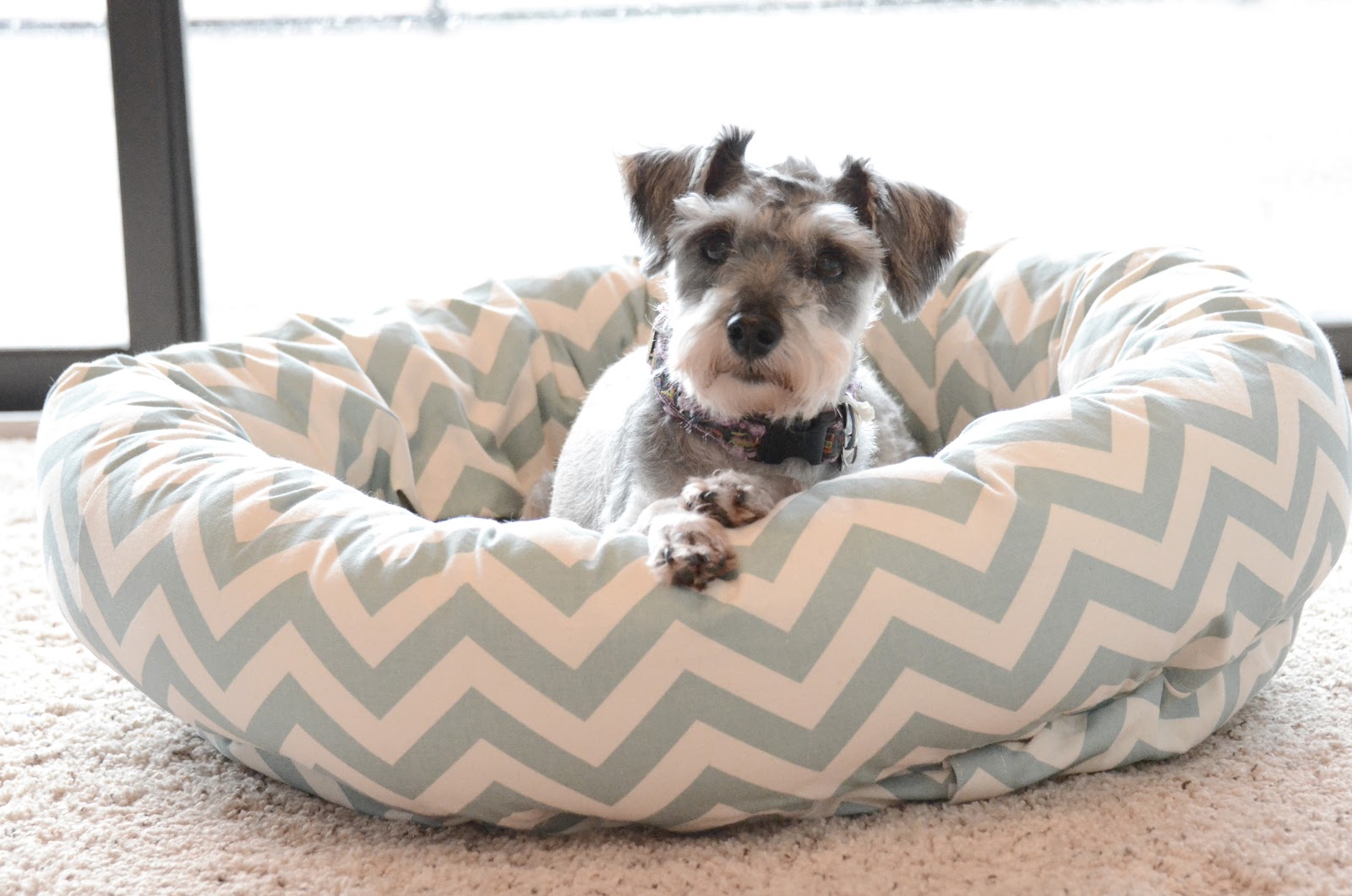 The Vernon Blog Chloe's puppy bed