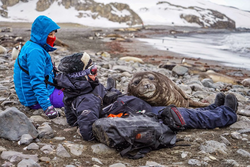 Friendly sea elephant - Cold Yet Beautiful Photos Of Antarctica Taken By AirPano Friendly sea elephant - Cold Yet Beautiful Photos Of Antarctica Taken By AirPano
