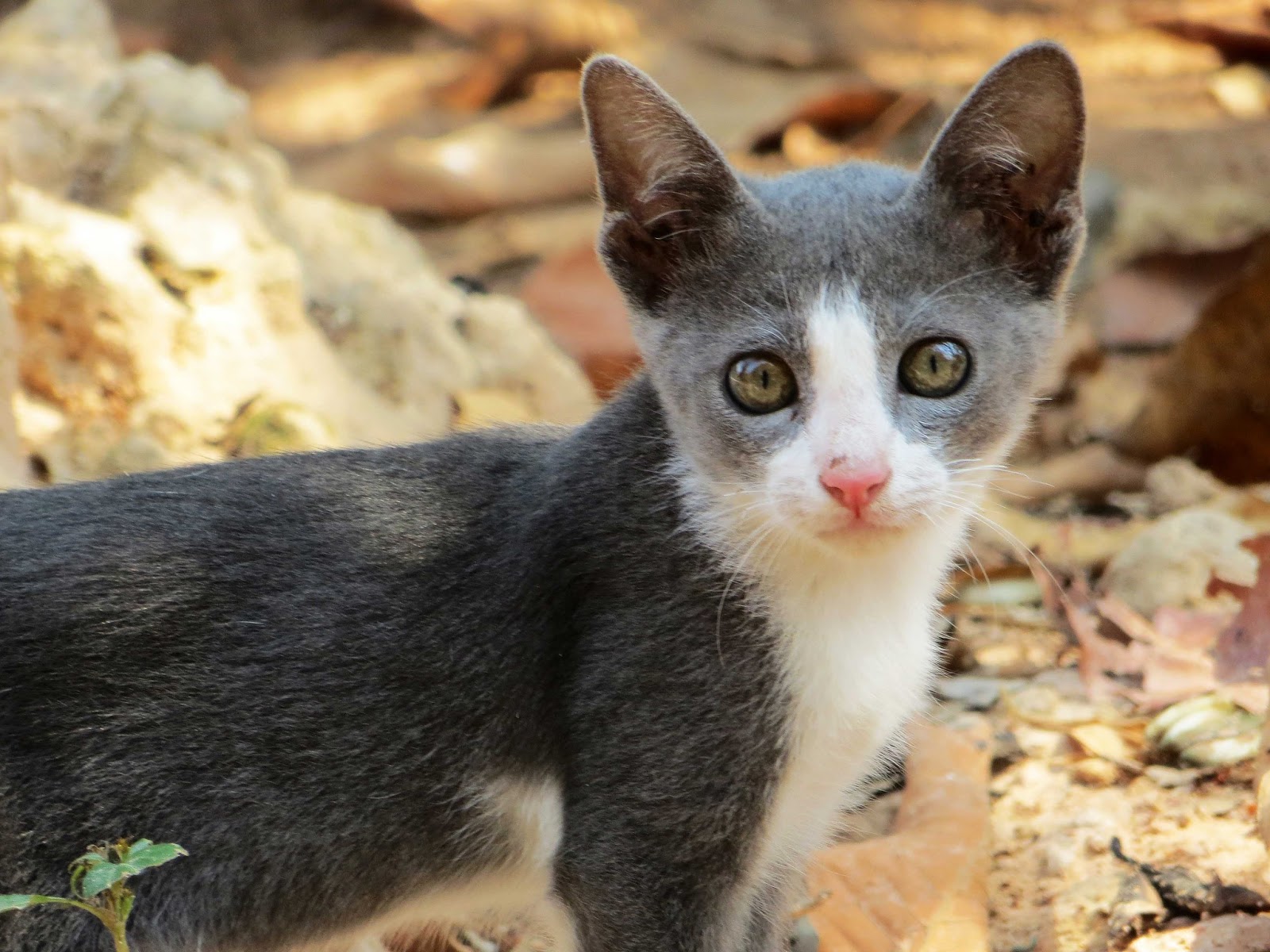 sconzani Cambodia's Cats