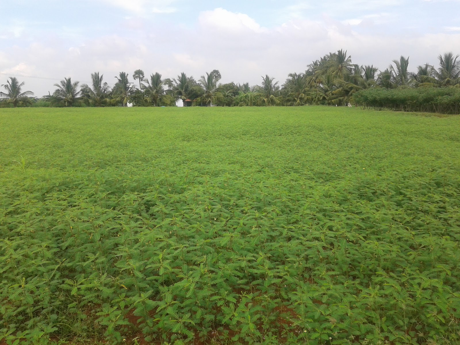 Green Manures Innovative farming solutions