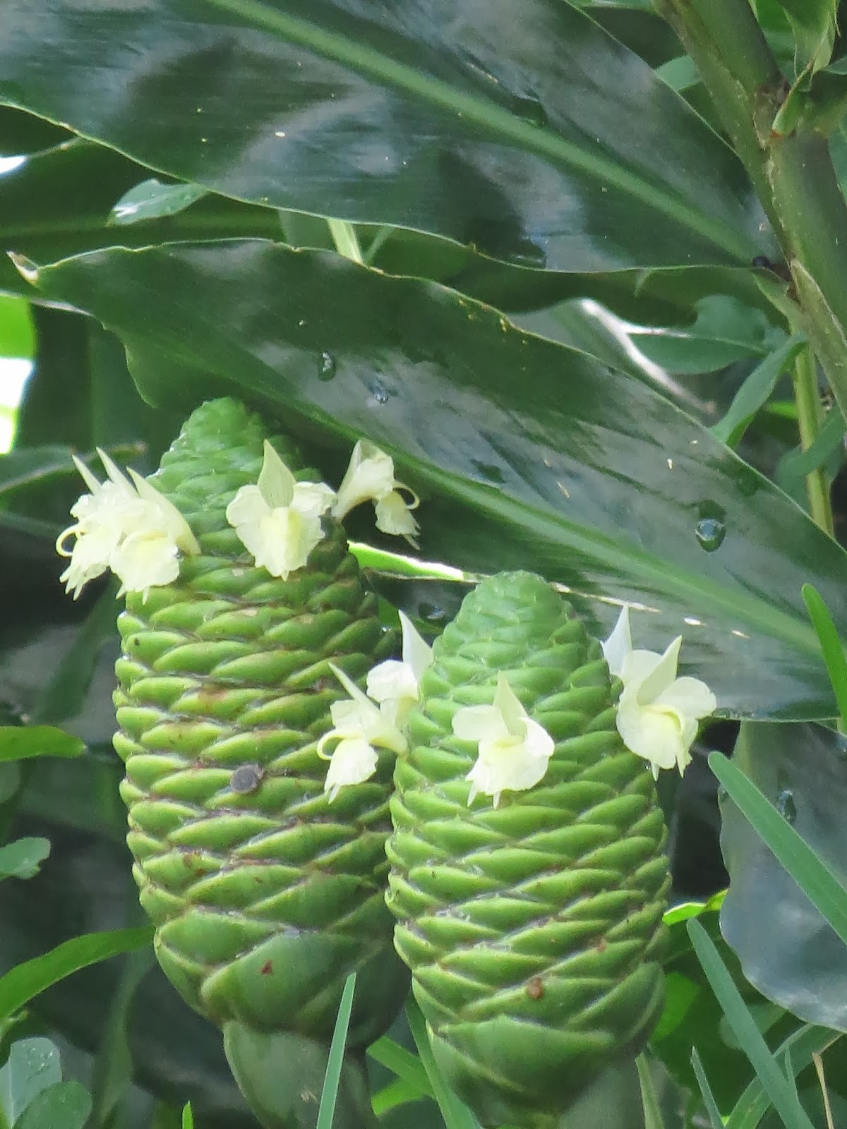 Simply Living Ginger plant's fragrant liquid makes it a useful beauty