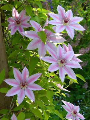 Clematis Nelly Moser  James Gardens by garden muses-not another Toronto gardening blog