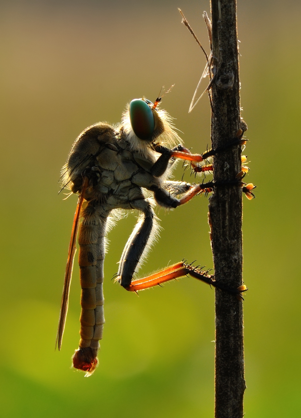 kopi234 Robber flies a.k.a Lalat Pembunuh