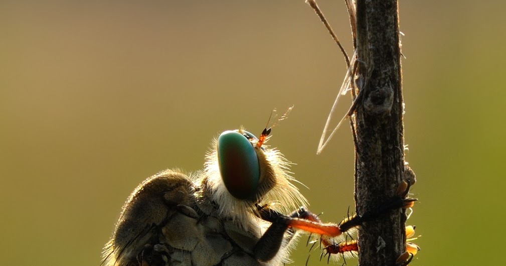 kopi234 Robber flies a.k.a Lalat Pembunuh