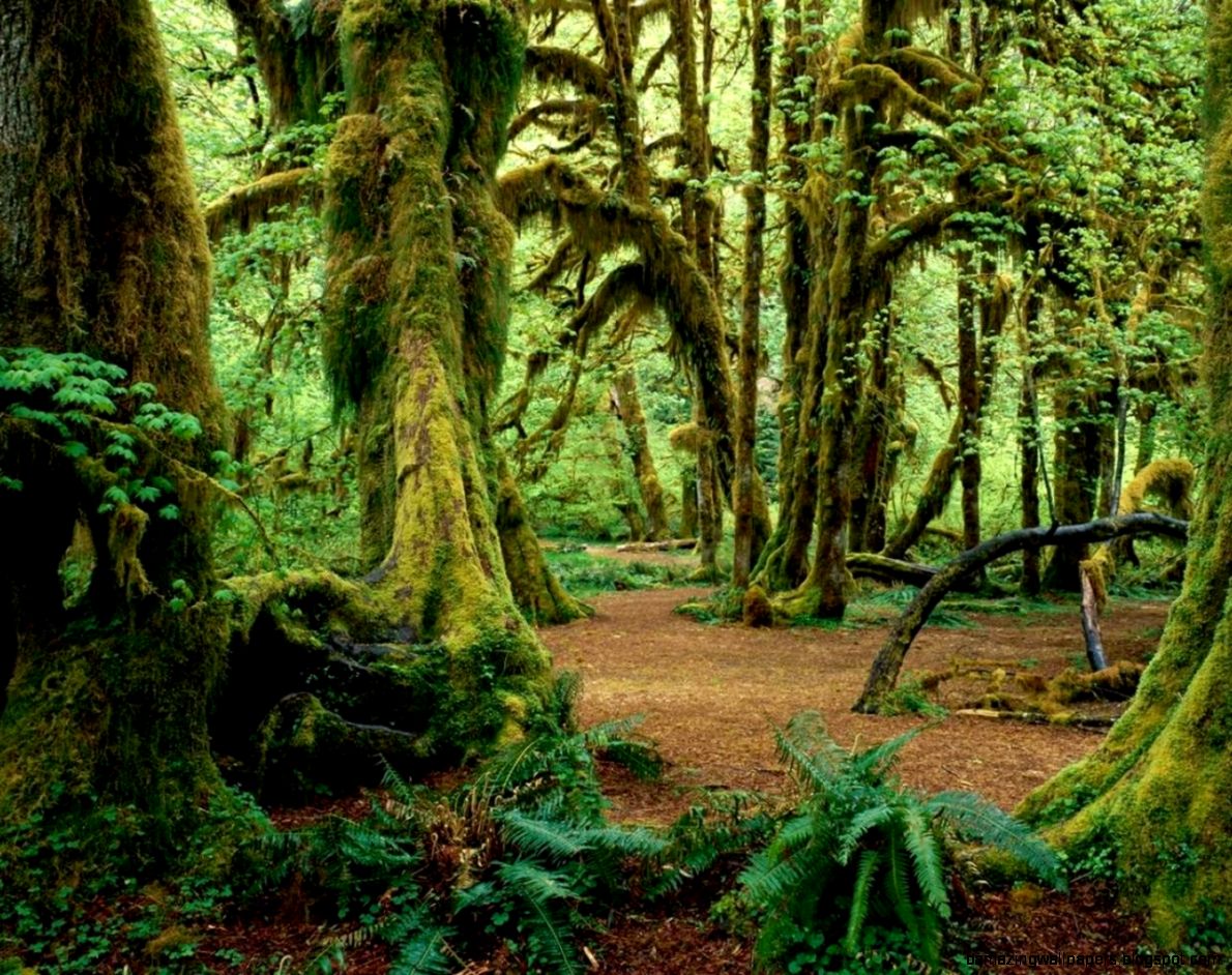 Green Nature Forest id 180038 – BUZZERG Green Nature Forest id 180038 – BUZZERG