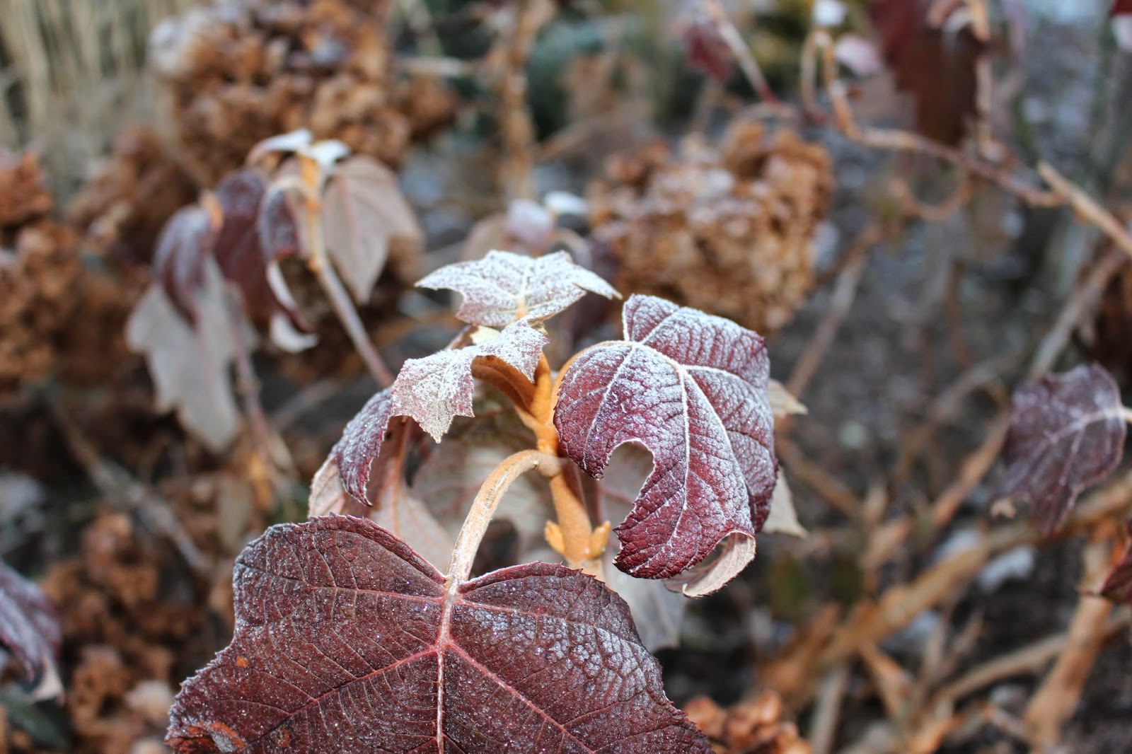 Flore En Valois Hortensia A Feuilles De Chene Snow Queen