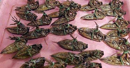 most popular insects to eat