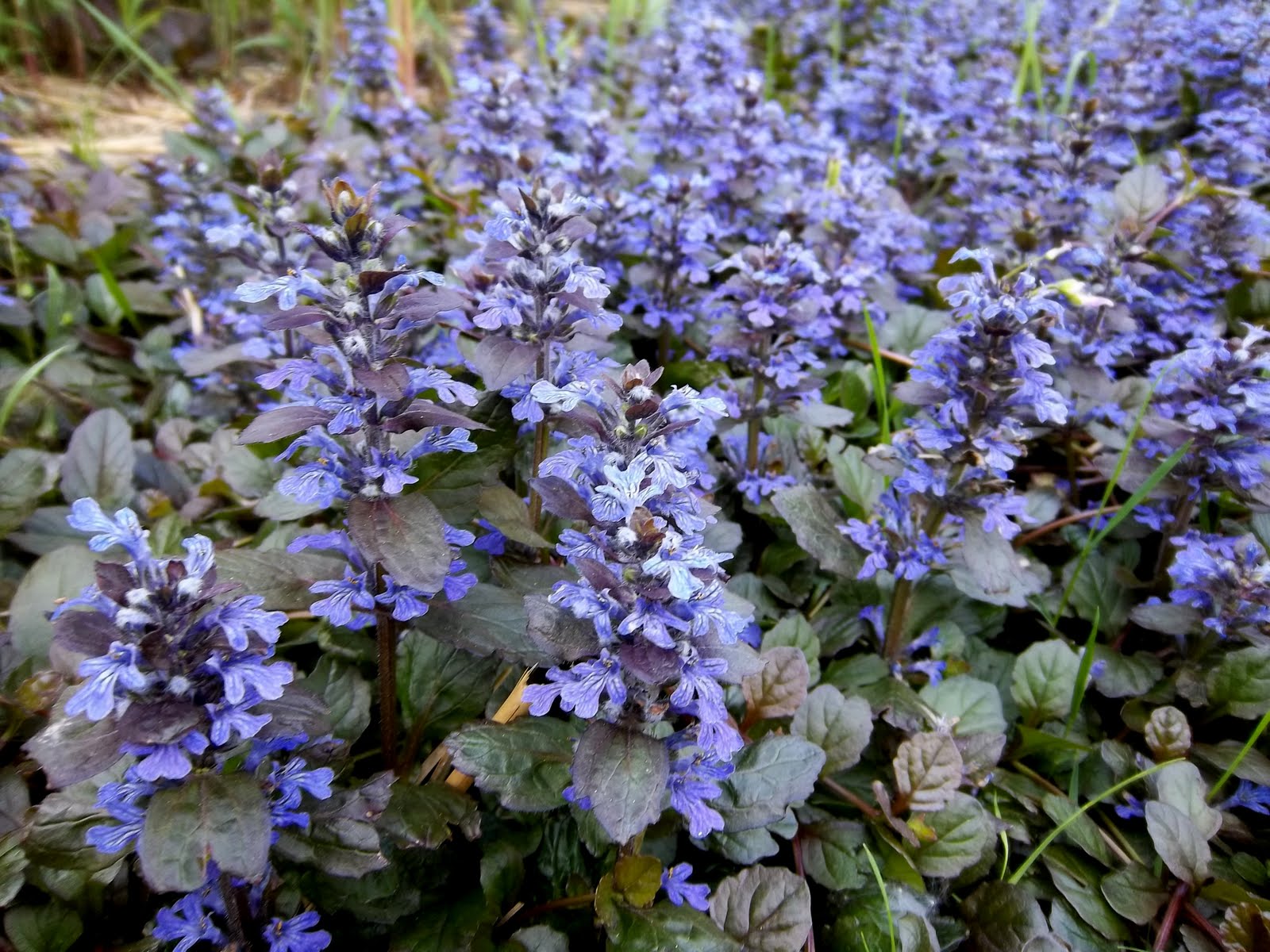 Transplanting Ajuga for Ground Cover A Wet Yard