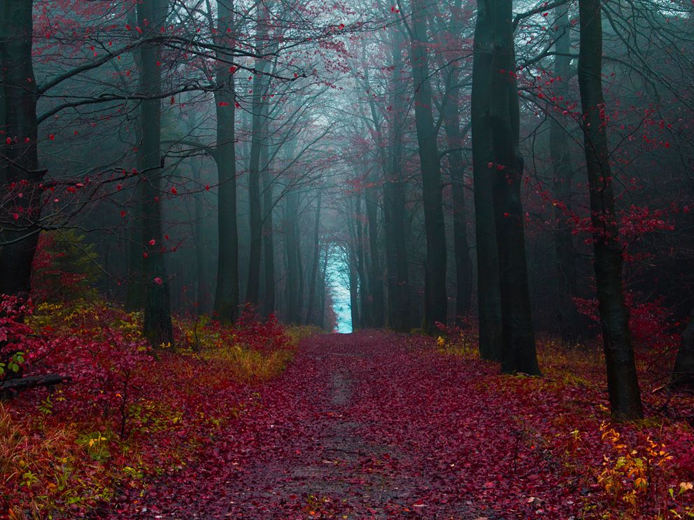 The Black Forest | Germany | World For Travel