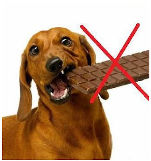 que es malo para los perros, cómo cuidar a mi perro, alimentos toxitos para los perros, el perro no debe comer chocolate, alimentos toxicos, el chocolate es toxico para los perros