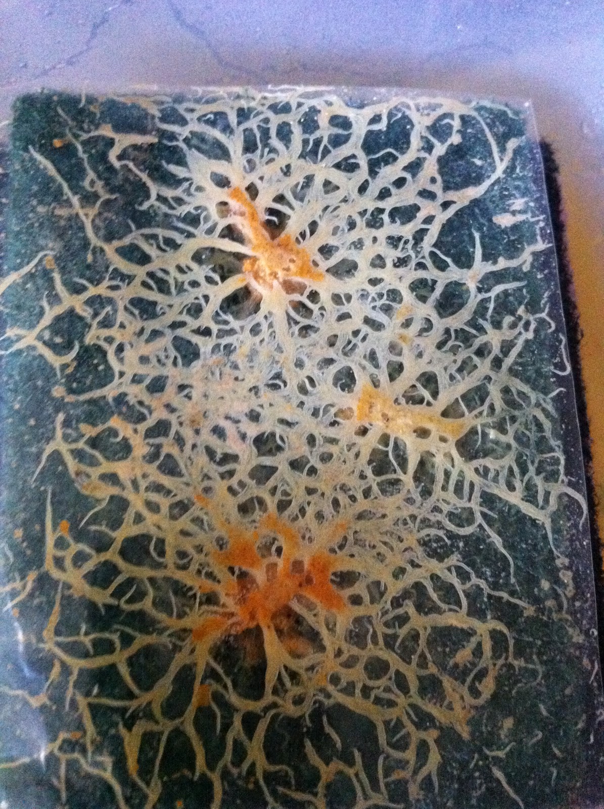 Happy Guppies Grindal Worms (Live Fish Food)