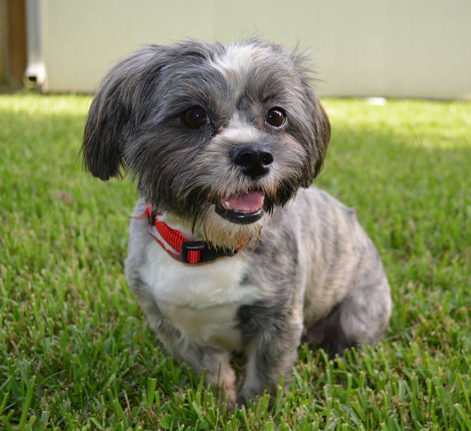 shih tzu rescue wv pin lhasa apso rescue 1 puppies on shih tzu rescue wv pin lhasa apso rescue 1 puppies on