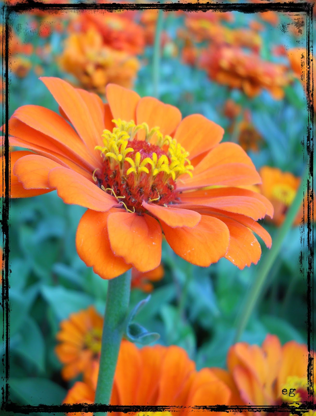 the last door down the hall Orange Zinnia Digital Photograph