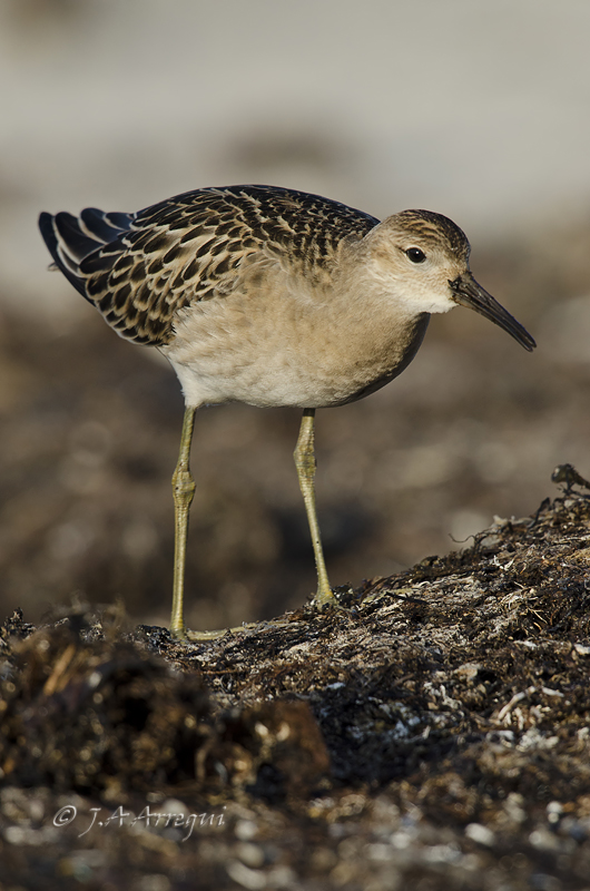 Combatiente, Philomachus pugnax, Ruff Combatiente, Philomachus pugnax, Ruff