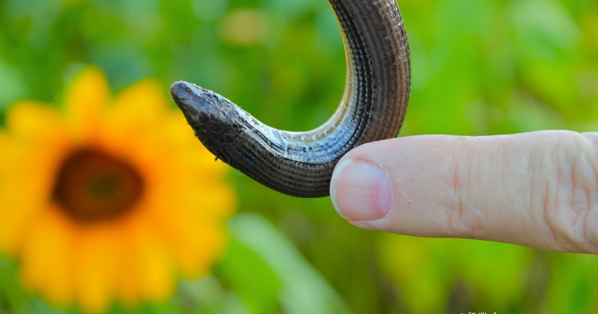Phillip's Natural World 1.0.2 Glass Lizards and Pets