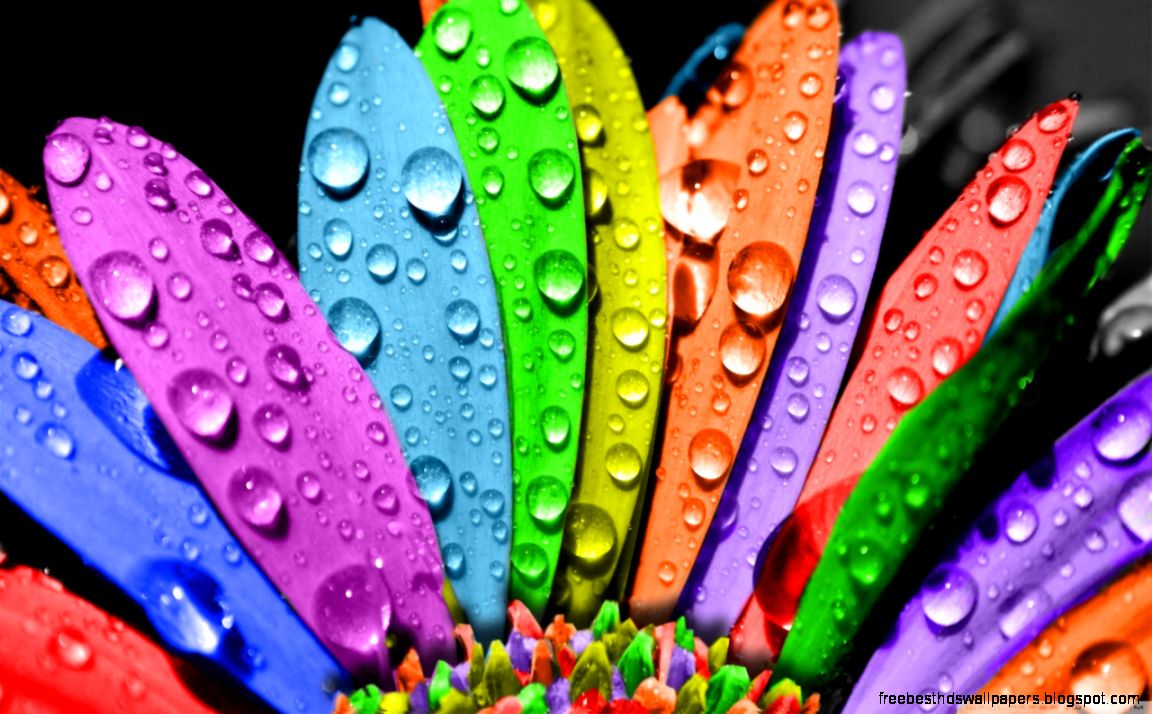 Colorful Flower HD desktop wallpaper Widescreen High Colorful Flower HD desktop wallpaper Widescreen High