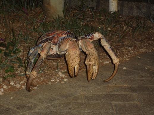 Big Crab