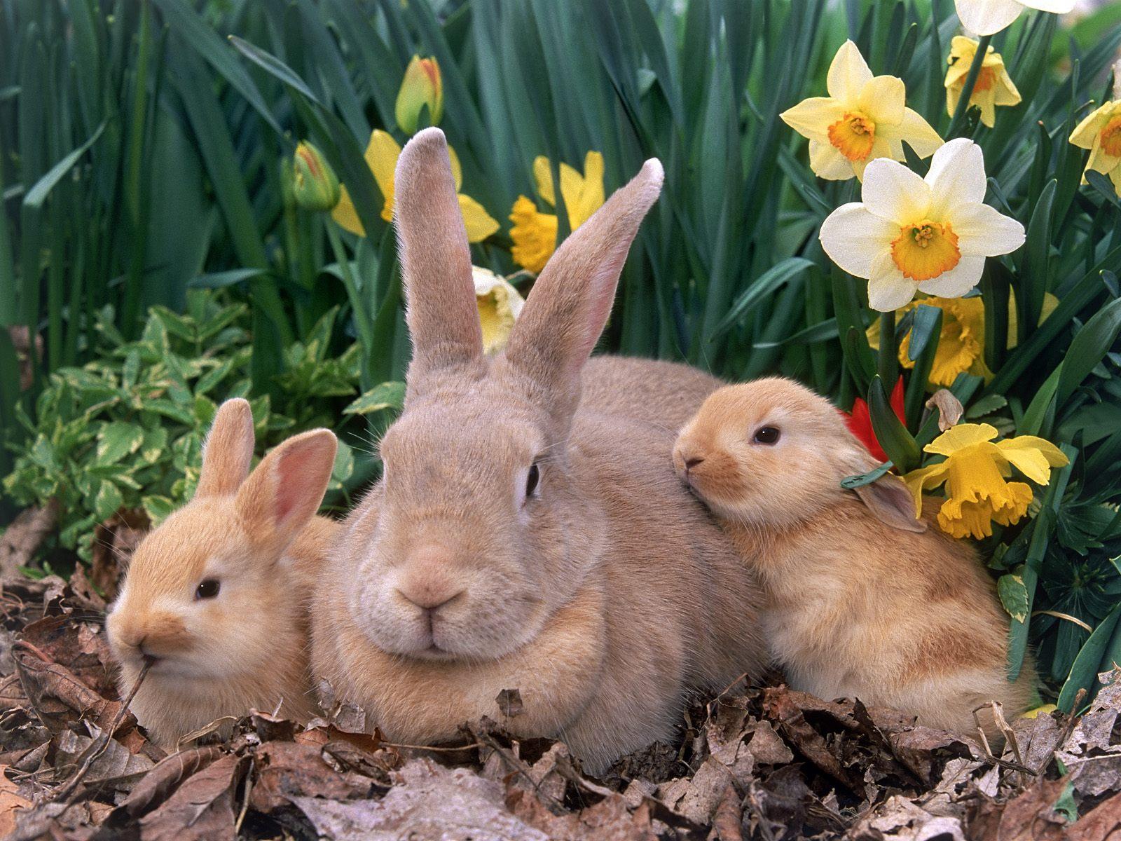 http://3.bp.blogspot.com/-wUoVp1aKSsw/TzSjvrr28uI/AAAAAAAAAZY/KiFIynXC3qc/s1600/Rabbits+Cute+Free+HD+Wallpaper.jpg