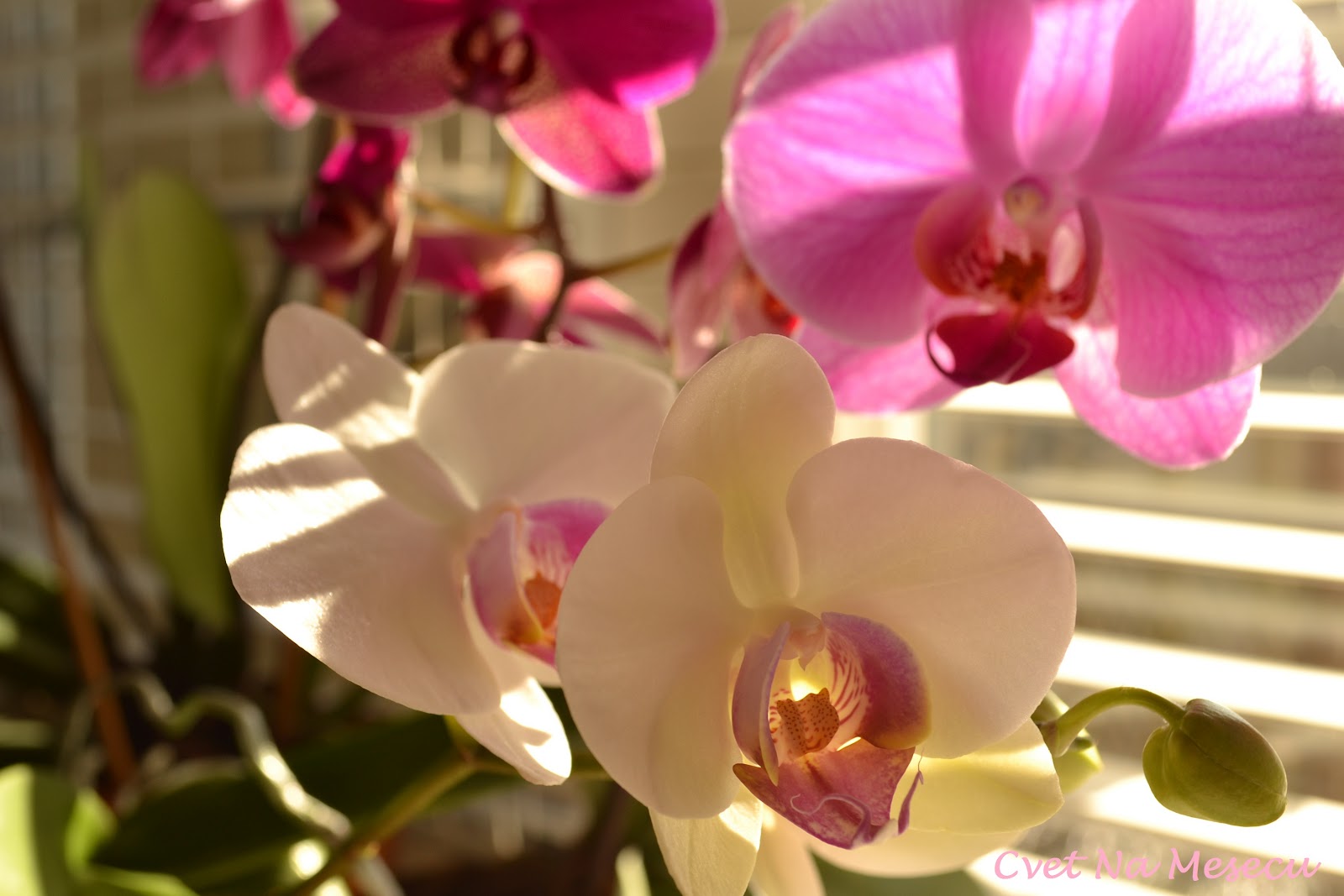 U cvatu sexu u orhideja poza Zašto ne