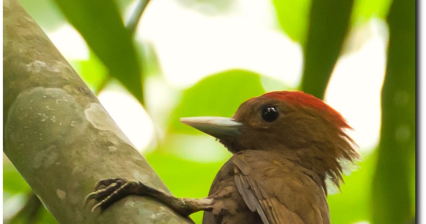 Birds of Malaysia mynameistank64 Bamboo Woodpecker (Gecinulus viridis)