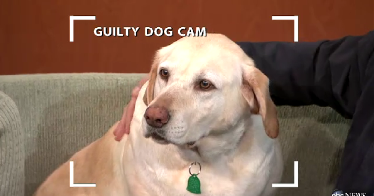 Which Is The Guilty Dog Video Which Is The Guilty Dog Video