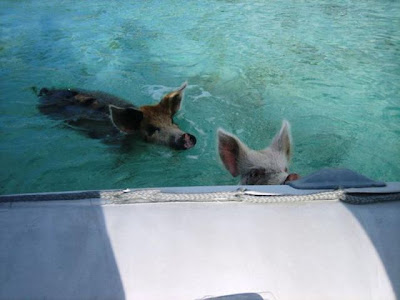 Unusual Tourists Invade Bahamas Seen On www.coolpicturegallery.us