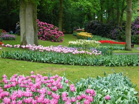 flowers for flower lovers.: July 2011