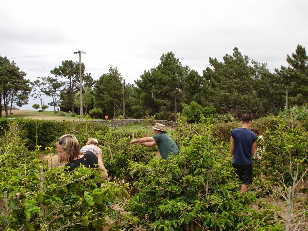 St Helena Island South Atlantic Adventure Coffee Picking on St Helena
